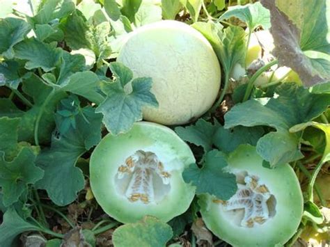 Early Melon Seed FABULOUS F1 Seeds By Design Hybrid Green