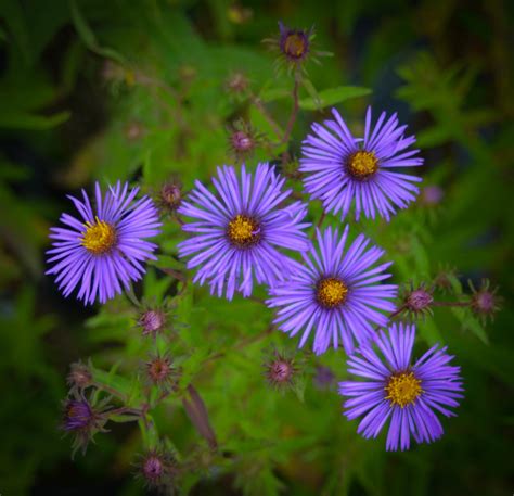 New England Aster — Ontario Native Plant Nursery Container Grown