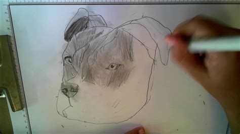 Como Dibujar Un Pit Bull Realista How To Draw A Realistic Pit Bull