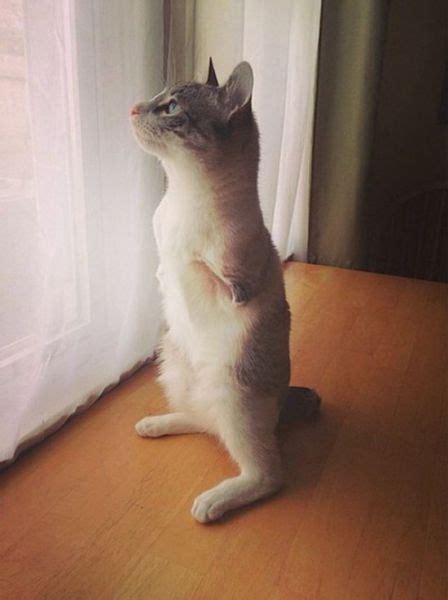 This Disabled Cat Is an Instagram Hit (13 pics) - Izismile.com