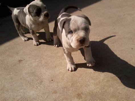 Adorable Bluefawn Brindle Pitbull Puppies For Sale In East Highland