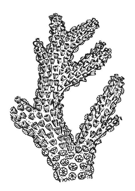 Several types of corals are distinguished: Coloring page Coral | Coral drawing, Coral reef art ...