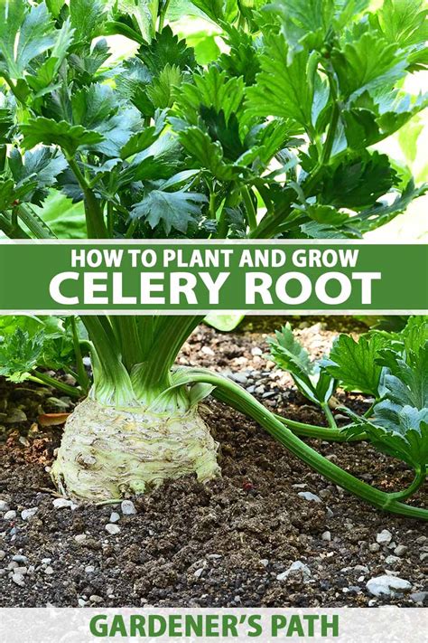 How To Grow Celeriac Celery Root Gardeners Path