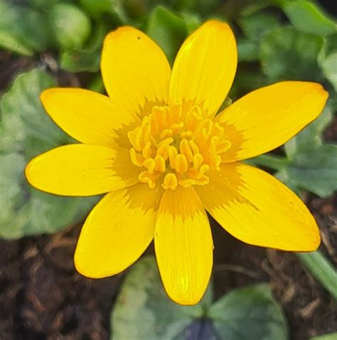 Ranunculus Ficaria Orange Sorbet Farmyard Nurseries