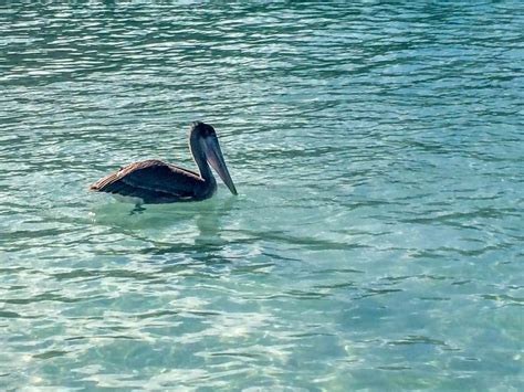 Check spelling or type a new query. A Magens Bay Beach Break on St. Thomas - Travel Addicts ...