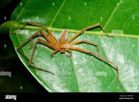 Brown Huntsman Spider Heteropoda Sp Klungkung Bali Indonesia Stock