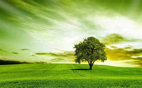 Scenic Background Green Tree For Natural Scenery