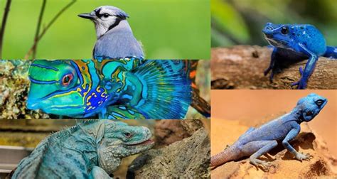 Rare Blue Animals Creatures With This Unique Color Virality Facts