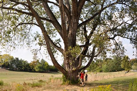 Remarkable Trees Of Virginia Winchester Cottonwood