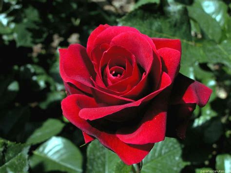 Jardines0 compartir, imagenes, mensaje, rosa de guadalupe, rosas, virgen de guadalupe. Imágenes de rosas bonitas, fotos