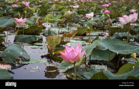 Lake Of Red Lotus At Udonthani Thailand Unseen In Thailand Stock Photo