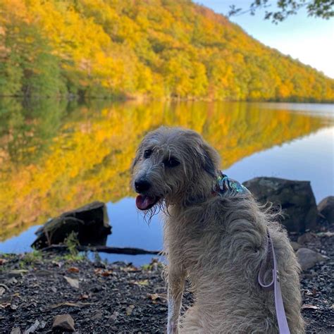Dog Friendly Activities In Connecticut Bringfido