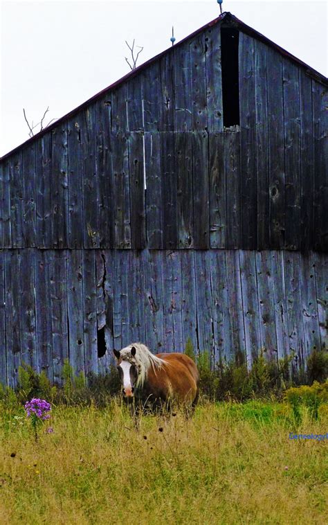 Free Download Horse In Front Of Old Barn 2048x1536 For Your Desktop