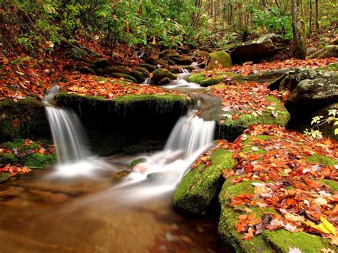 Rainforest Leaves Moss Beauty In Nature Solid Tree Scenics