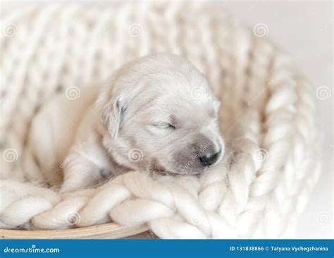 Closeup Of Cute Fluffy Newborn Golden Retriever Puppy Sleeping Stock