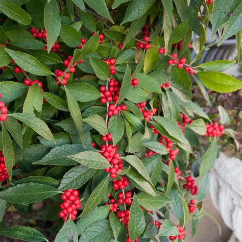 Spring Hill Nurseries Southern Gentleman Winterberry Ilex Live