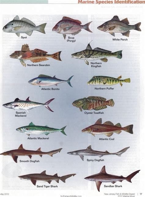 Marine Fisheries Chart Fish Chart Photos Of Fish Marine Fish