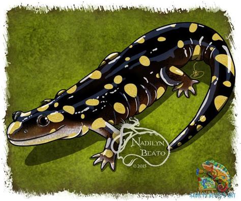 California Tiger Salamander By Nadilynbeato On Deviantart Tiger