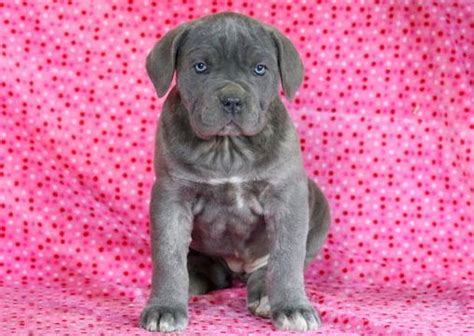 We are the next generation of mugleston xl american bullies. Cane Corso puppy for sale in MOUNT JOY, PA. ADN-64359 on ...
