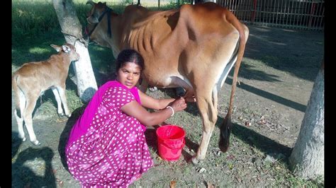 Amazing Cow Milk Collect With Beautiful Lady Village Cow