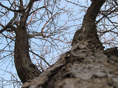 Tree Perspective 18 Free Stock Photo Public Domain Pictures
