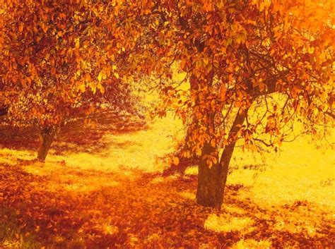 Premium Photo Beautiful Autumn Landscape Background Vintage Nature