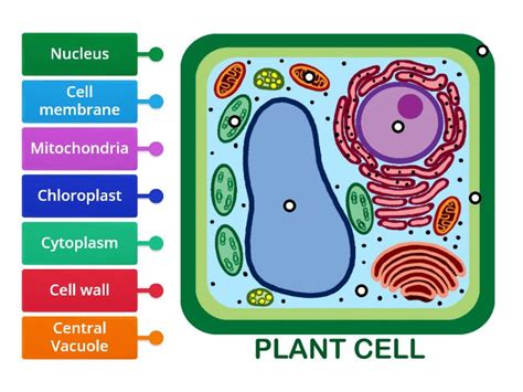 Plant Cell Ultrastructure Labelling Labelled Diagram
