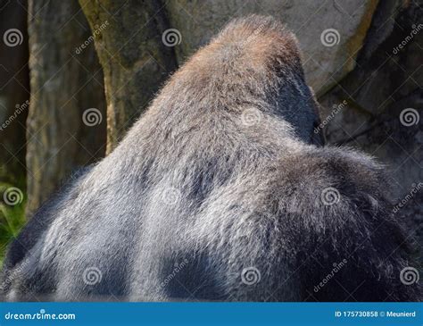 Gorillas Are The Largest Extant Species Of Primates Stock Photo