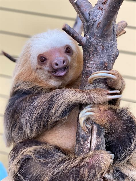 Sloth Como Zoo Conservatory