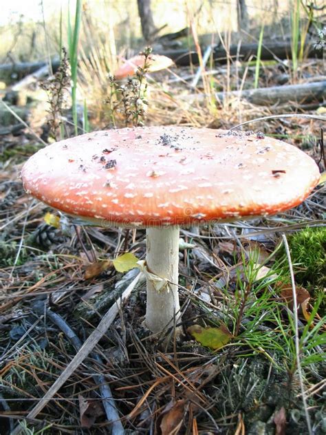 Fly Red Wild Mushroom In Wood Stock Image Image Of Brown Champignon