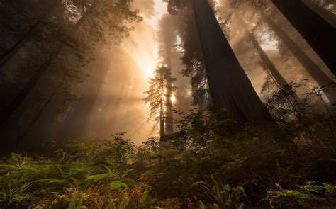 1300x812 Nature Landscape Sunrise Redwood Sun Rays Forest Trees Mist