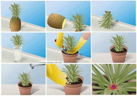 Grow A Pineapple Recycled Food Pineapple Planting Plants Trees To