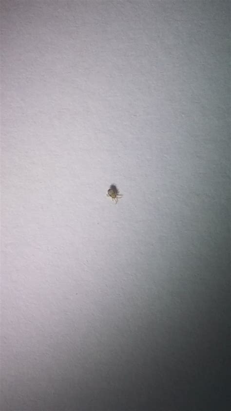 Especially the little tiny yellow ones. I've found loads of these small bugs in my house, any ...