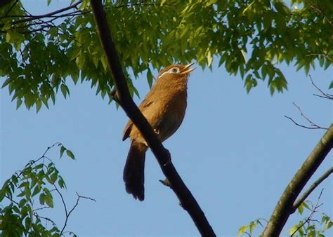 Suara burung emprit gantil dalam bahasa indonesia sering disebut burung kedasih. Model Layangan Burung Elang - Layangan Unik