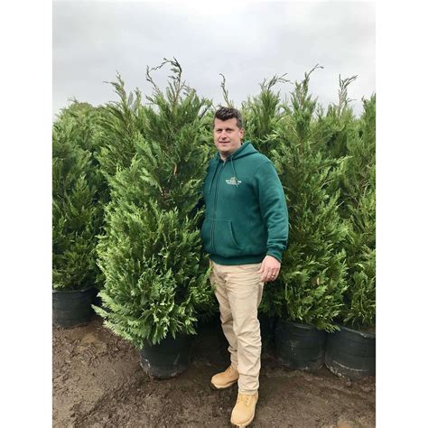 Buy Leyland Cypress Online Privacy Plants Bay Gardens