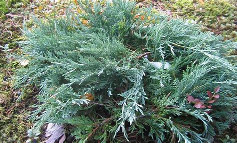 Juniper ‘bar Harbor Creeping Juniper Juniperus Horizontalis