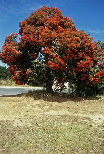 Flower composition and arrangements (inflorescence types) play an details: Tree Identification: Eucalyptus ficifolia - Red-flowering Gum