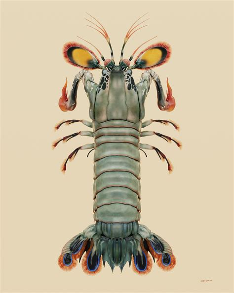Artstation Mantis Shrimp