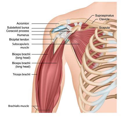 The shoulder joint (glenohumeral joint) is a ball and socket joint between the scapula and the humerus. Muscles Of Shoulder And Arm 3d Medical Vector Illustration On White Background Stock ...