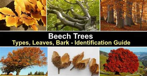Beech Trees Types Leaves Bark — Identification Guide Pictures
