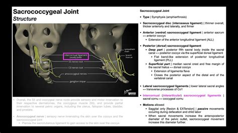 Sacrococcygeal Joint