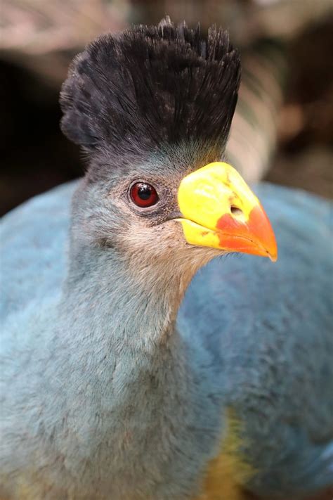 25 Fabulous Birds With Mohawks Bird Advisors