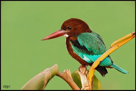 Sfondi Pakistan Uccello Colori Bellissimo Bellezza Uccelli