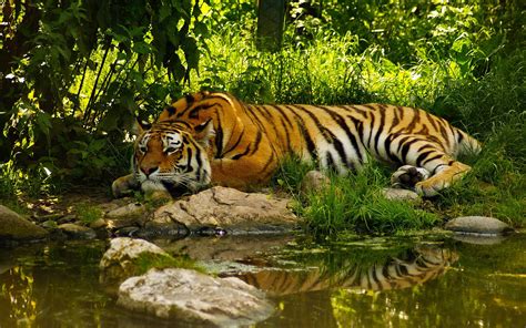 Wallpaper Animals Tiger Wildlife Big Cats Zoo Pond Jungle