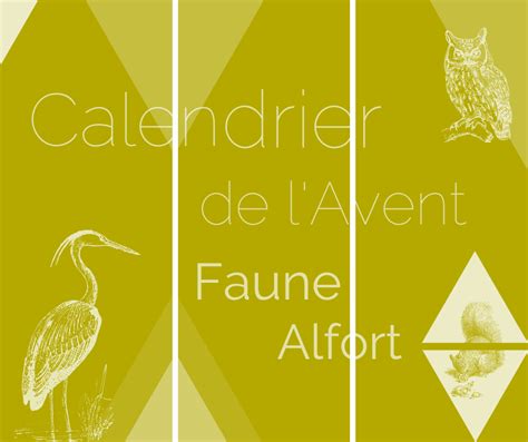 Association Faune Alfort Soins De La Faune Sauvage