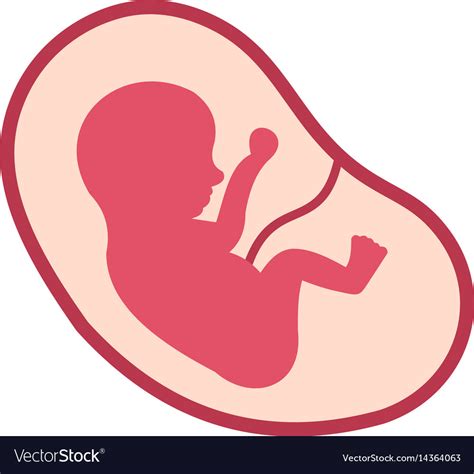 Baby Fetus In The Uterus Icon Isolated Royalty Free Vector