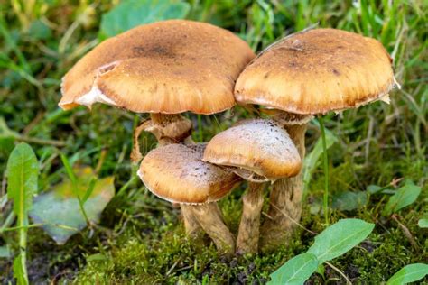 Group Of Dangerous Uneatable Mushrooms Stock Photo Image Of Dangerous