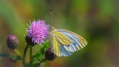 Schmetterling Mit Kleinem Fehler Hubert Demming Flickr