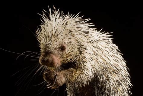 14 Cute Porcupines You Wish You Could Hug Gallery Ebaums World