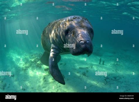 West Indian Manatee Filmed On Location At Crystal River National